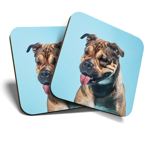 Great Coasters (Set of 2) Square / Glossy Quality Coasters / Tabletop Protection for Any Table Type - Cute Bull Mastiff Dog Animal  #3457