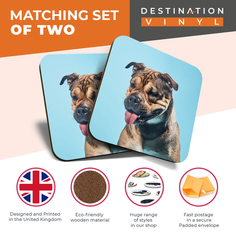 Great Coasters (Set of 2) Square / Glossy Quality Coasters / Tabletop Protection for Any Table Type - Cute Bull Mastiff Dog Animal