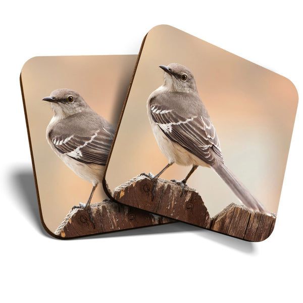 Great Coasters (Set of 2) Square / Glossy Quality Coasters / Tabletop Protection for Any Table Type - Northern Mockingbird Bird Birds  #3476