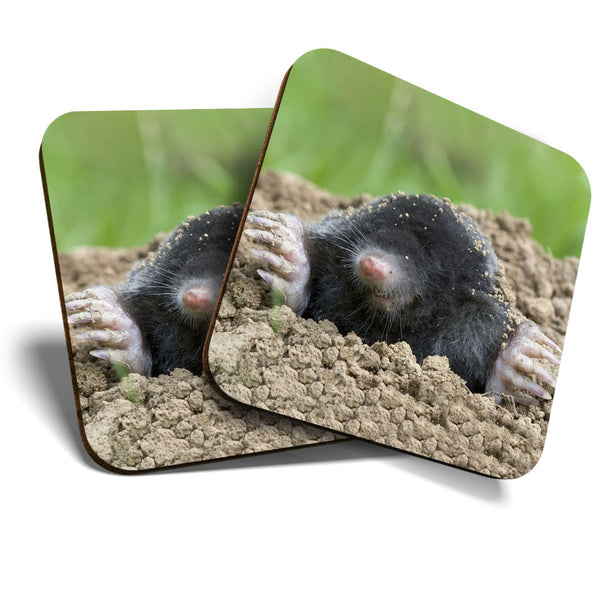 Great Coasters (Set of 2) Square / Glossy Quality Coasters / Tabletop Protection for Any Table Type - Awesome Talpa Europaea Mole  #3477
