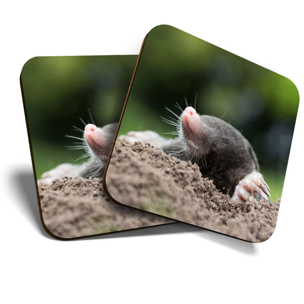 Great Coasters (Set of 2) Square / Glossy Quality Coasters / Tabletop Protection for Any Table Type - Awesome Talpa Europaea Mole  #3478