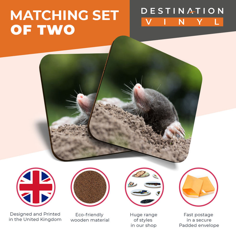 Great Coasters (Set of 2) Square / Glossy Quality Coasters / Tabletop Protection for Any Table Type - Awesome Talpa Europaea Mole