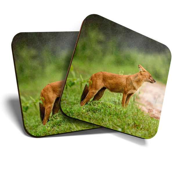 Great Coasters (Set of 2) Square / Glossy Quality Coasters / Tabletop Protection for Any Table Type - Cute Monsoon Dhole Fox Dog  #3480