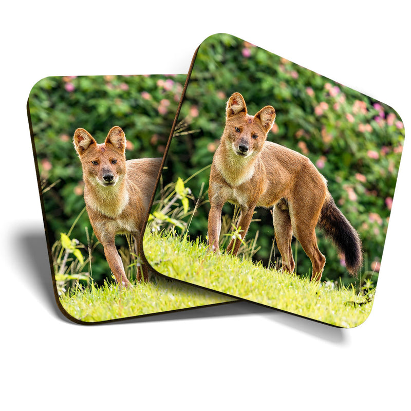 Great Coasters (Set of 2) Square / Glossy Quality Coasters / Tabletop Protection for Any Table Type - Cute Monsoon Dhole Fox Dog