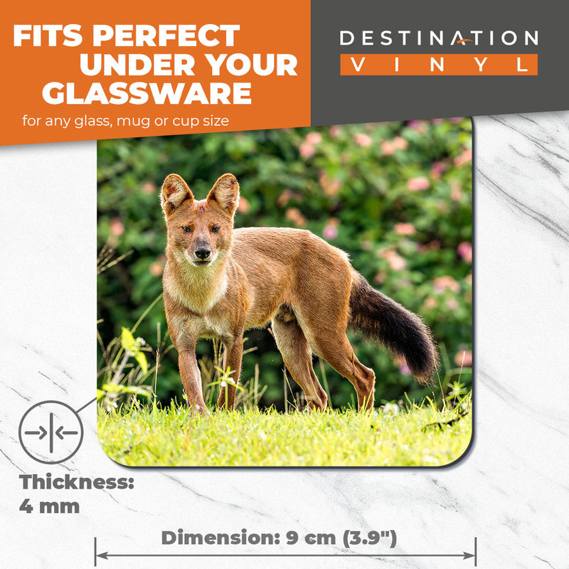 Great Coasters (Set of 2) Square / Glossy Quality Coasters / Tabletop Protection for Any Table Type - Cute Monsoon Dhole Fox Dog