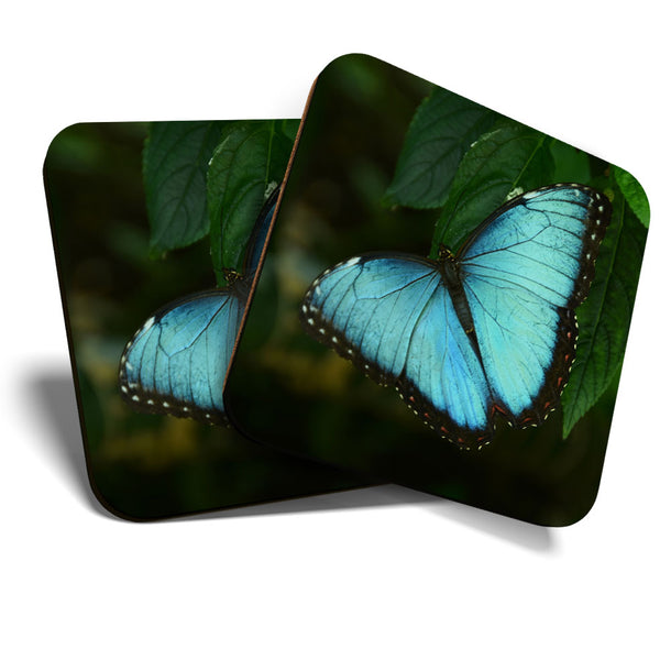 Great Coasters (Set of 2) Square / Glossy Quality Coasters / Tabletop Protection for Any Table Type - Blue Morpho Butterfly Insect  #3485
