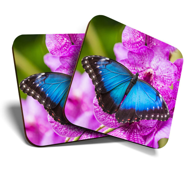 Great Coasters (Set of 2) Square / Glossy Quality Coasters / Tabletop Protection for Any Table Type - Blue Morpho Butterfly Insect  #3487