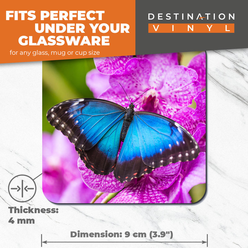 Great Coasters (Set of 2) Square / Glossy Quality Coasters / Tabletop Protection for Any Table Type - Blue Morpho Butterfly Insect