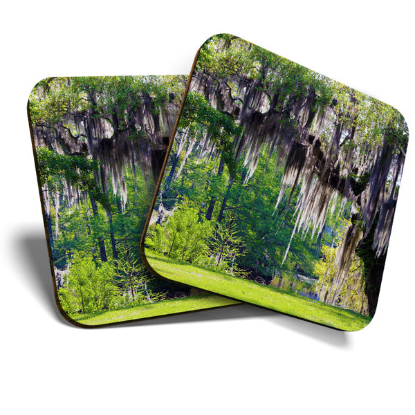 Great Coasters (Set of 2) Square / Glossy Quality Coasters / Tabletop Protection for Any Table Type - Mossy Oak Tree Nature Trees  #3491