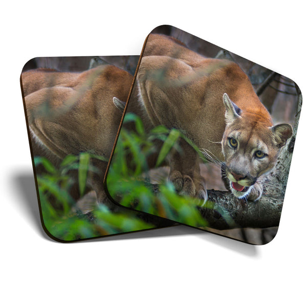Great Coasters (Set of 2) Square / Glossy Quality Coasters / Tabletop Protection for Any Table Type - Mountain Lion Wild Animal  #3499