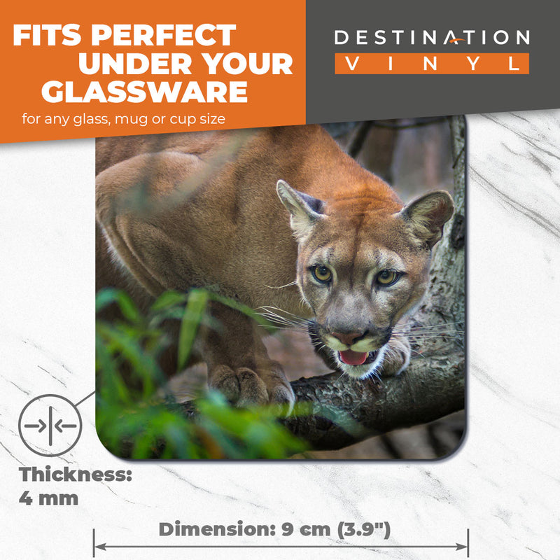 Great Coasters (Set of 2) Square / Glossy Quality Coasters / Tabletop Protection for Any Table Type - Mountain Lion Wild Animal