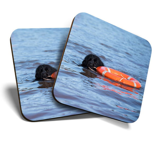 Great Coasters (Set of 2) Square / Glossy Quality Coasters / Tabletop Protection for Any Table Type - Cool Newfoundland Rescue Dog  #3512