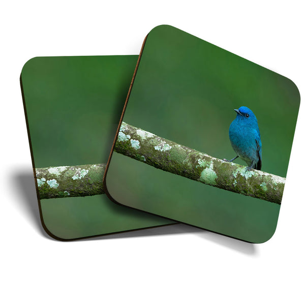 Great Coasters (Set of 2) Square / Glossy Quality Coasters / Tabletop Protection for Any Table Type - Nilgiri Flycatcher Blue Bird  #3516