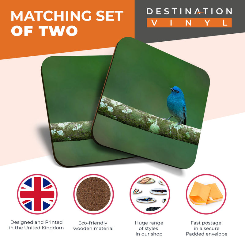 Great Coasters (Set of 2) Square / Glossy Quality Coasters / Tabletop Protection for Any Table Type - Nilgiri Flycatcher Blue Bird