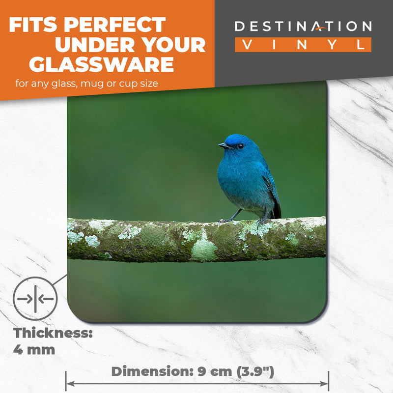 Great Coasters (Set of 2) Square / Glossy Quality Coasters / Tabletop Protection for Any Table Type - Nilgiri Flycatcher Blue Bird