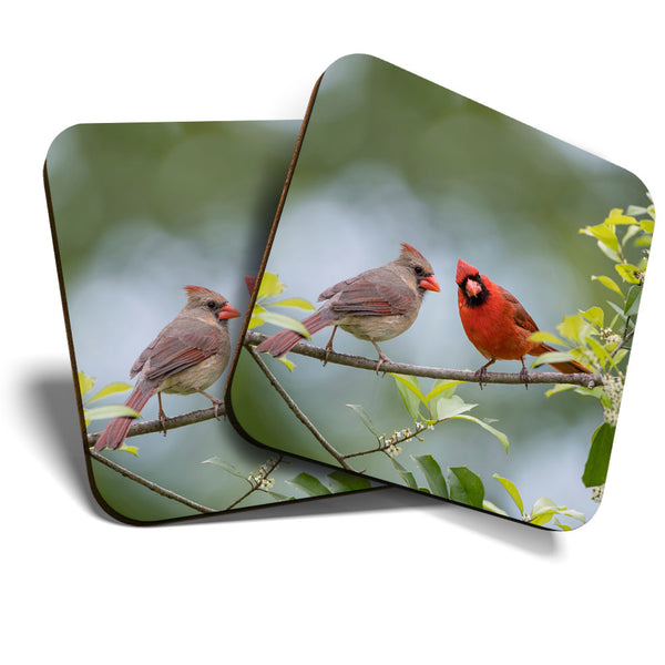 Great Coasters (Set of 2) Square / Glossy Quality Coasters / Tabletop Protection for Any Table Type - Northern Cardinal Birds Bird  #3521