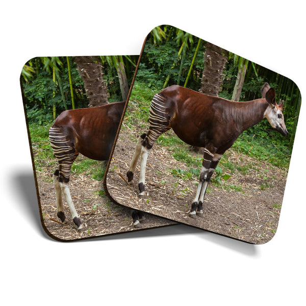 Great Coasters (Set of 2) Square / Glossy Quality Coasters / Tabletop Protection for Any Table Type - Okapi Forest Giraffe Zebra  #3523