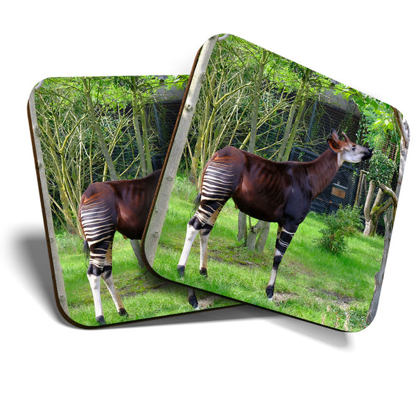 Great Coasters (Set of 2) Square / Glossy Quality Coasters / Tabletop Protection for Any Table Type - Okapi Forest Giraffe Zebra  #3524
