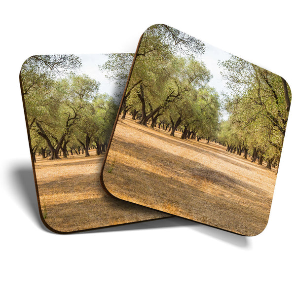 Great Coasters (Set of 2) Square / Glossy Quality Coasters / Tabletop Protection for Any Table Type - Olive Tree Italy Oil Olives  #3532