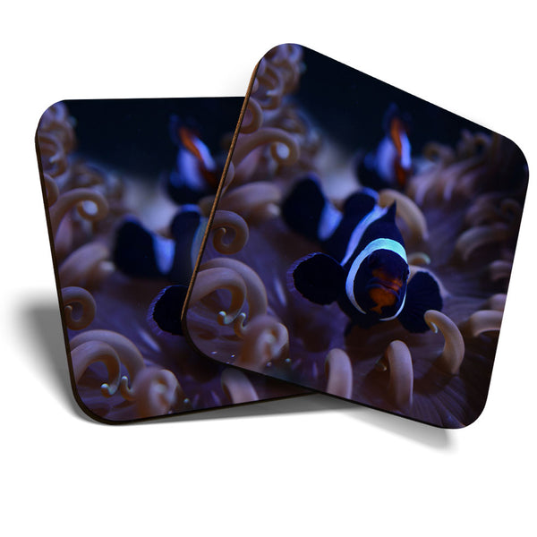 Great Coasters (Set of 2) Square / Glossy Quality Coasters / Tabletop Protection for Any Table Type - Onyx Clownfish Tropical Reef  #3534