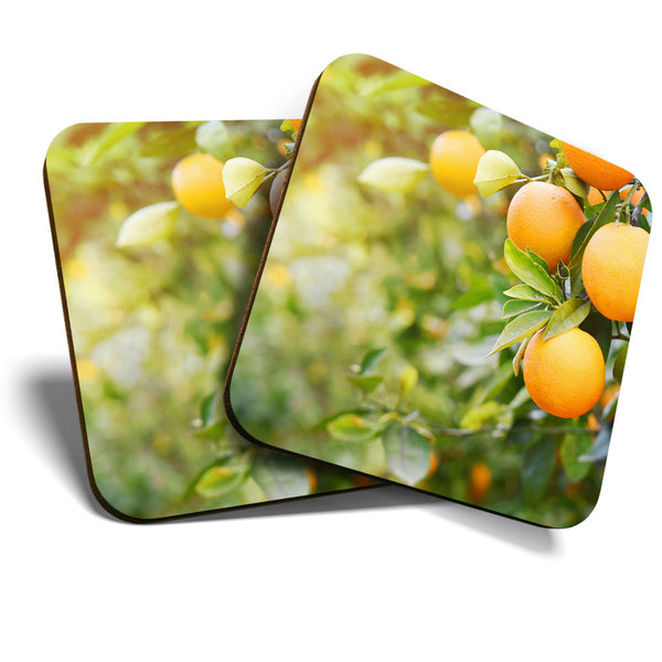 Great Coasters (Set of 2) Square / Glossy Quality Coasters / Tabletop Protection for Any Table Type - Orange Tree Healthy Fruit Food  #3538