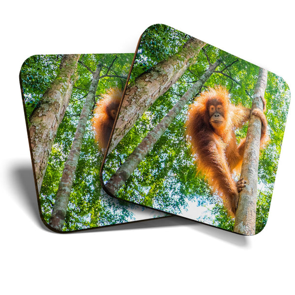 Great Coasters (Set of 2) Square / Glossy Quality Coasters / Tabletop Protection for Any Table Type - Orangutan in Jungle Indonesia  #3539