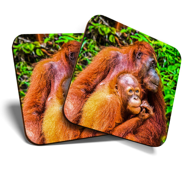 Great Coasters (Set of 2) Square / Glossy Quality Coasters / Tabletop Protection for Any Table Type - Orangutan in Jungle Indonesia  #3540