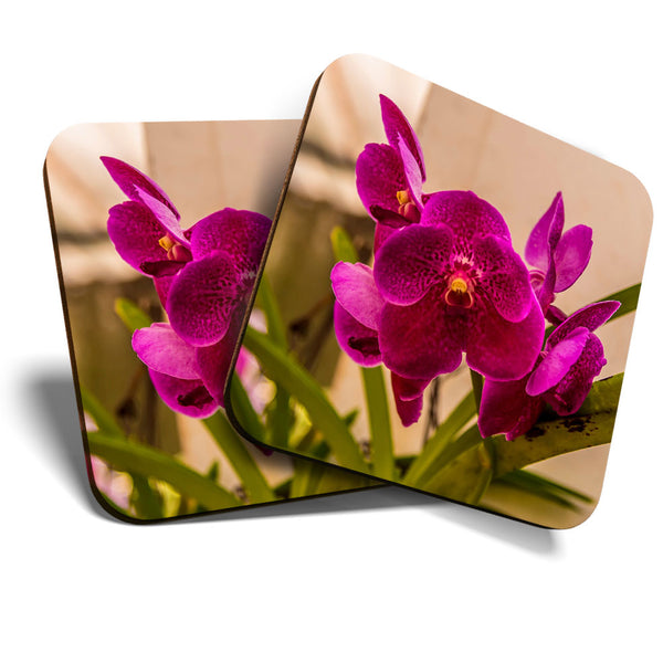 Great Coasters (Set of 2) Square / Glossy Quality Coasters / Tabletop Protection for Any Table Type - Pretty Pink Orchid Flower  #3542