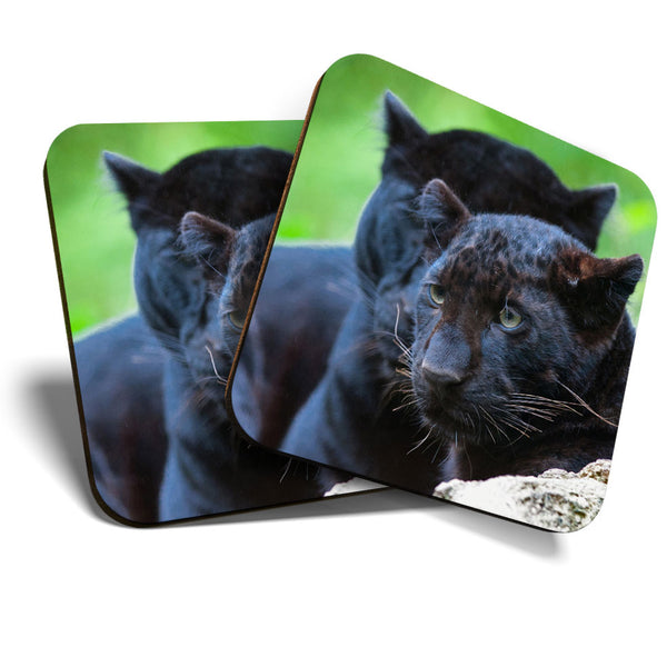 Great Coasters (Set of 2) Square / Glossy Quality Coasters / Tabletop Protection for Any Table Type - Wild Black Panther Cat Animal  #3549