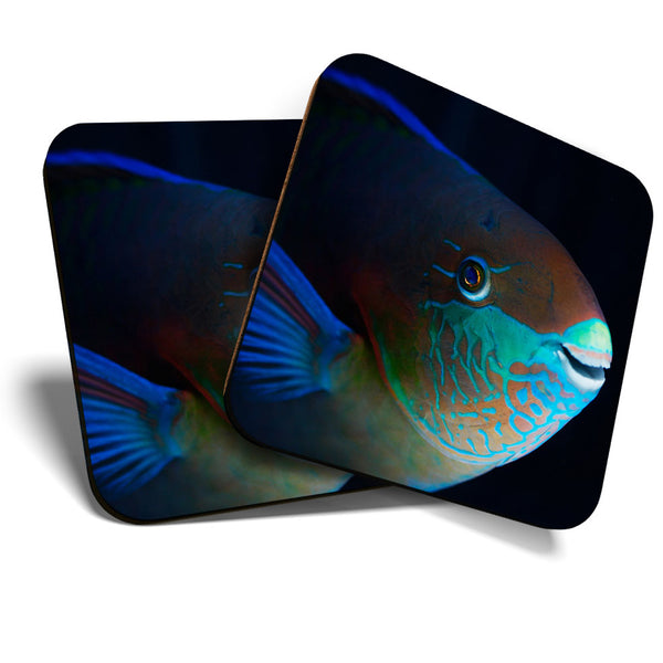 Great Coasters (Set of 2) Square / Glossy Quality Coasters / Tabletop Protection for Any Table Type - Parrotfish Tropical Fish Face  #3552