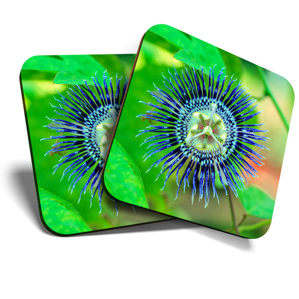 Great Coasters (Set of 2) Square / Glossy Quality Coasters / Tabletop Protection for Any Table Type - Passion Flower Close Up Macro  #3555