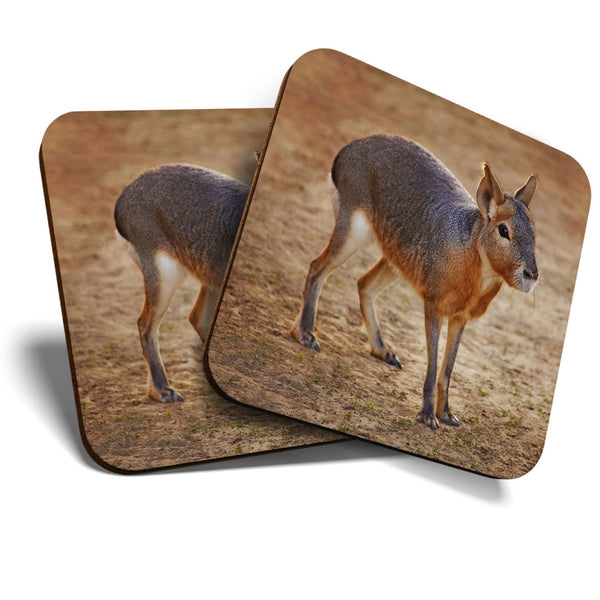 Great Coasters (Set of 2) Square / Glossy Quality Coasters / Tabletop Protection for Any Table Type - Patagonian Mara Rabbit Animal  #3557