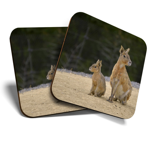 Great Coasters (Set of 2) Square / Glossy Quality Coasters / Tabletop Protection for Any Table Type - Patagonian Mara Rabbit Animal  #3558