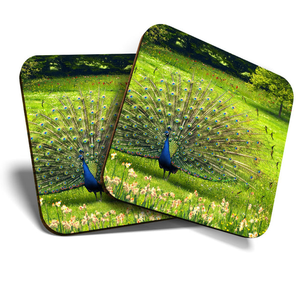 Great Coasters (Set of 2) Square / Glossy Quality Coasters / Tabletop Protection for Any Table Type - Peacock Tail Feathers Bird  #3560