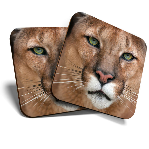 Great Coasters (Set of 2) Square / Glossy Quality Coasters / Tabletop Protection for Any Table Type - Stunning Puma Wild Animals  #3586