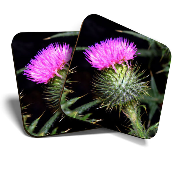 Great Coasters (Set of 2) Square / Glossy Quality Coasters / Tabletop Protection for Any Table Type - Purple Thistle Flower Flowers  #3589