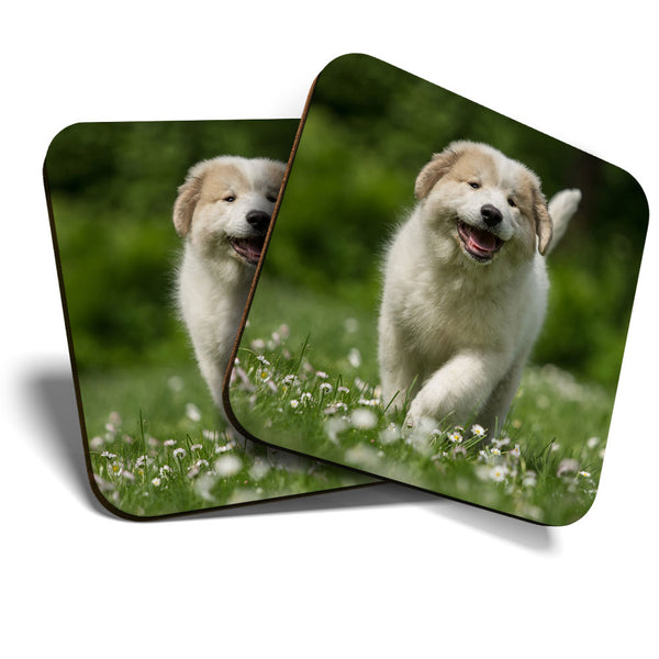 Great Coasters (Set of 2) Square / Glossy Quality Coasters / Tabletop Protection for Any Table Type - Pyrenees Mountain Dog Puppy  #3591