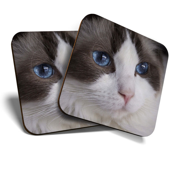 Great Coasters (Set of 2) Square / Glossy Quality Coasters / Tabletop Protection for Any Table Type - Pretty Ragdoll Cat Blue Eyes  #3595