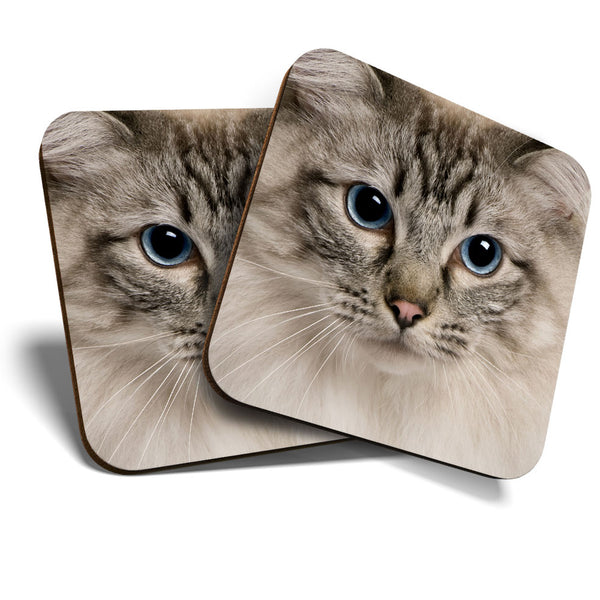 Great Coasters (Set of 2) Square / Glossy Quality Coasters / Tabletop Protection for Any Table Type - Pretty Ragdoll Cat Blue Eyes  #3596