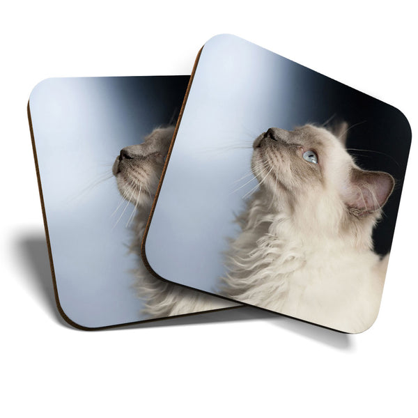 Great Coasters (Set of 2) Square / Glossy Quality Coasters / Tabletop Protection for Any Table Type - Pretty Ragdoll Cat Kitten  #3597