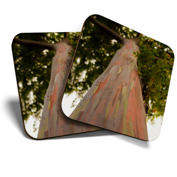 Great Coasters (Set of 2) Square / Glossy Quality Coasters / Tabletop Protection for Any Table Type - Rainbow Eucalyptus Tree Bark  #3600
