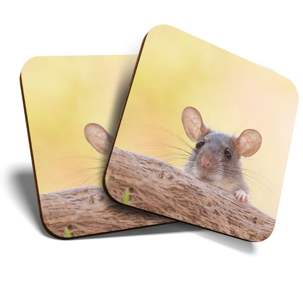 Great Coasters (Set of 2) Square / Glossy Quality Coasters / Tabletop Protection for Any Table Type - Cute Wild Rat Mouse Rodent  #3609