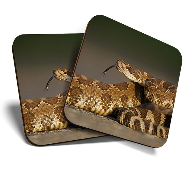 Great Coasters (Set of 2) Square / Glossy Quality Coasters / Tabletop Protection for Any Table Type - Beautiful Rattlesnake Snake  #3610