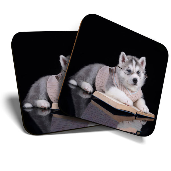 Great Coasters (Set of 2) Square / Glossy Quality Coasters / Tabletop Protection for Any Table Type - Cute Husky Dog Puppy Reading  #3611