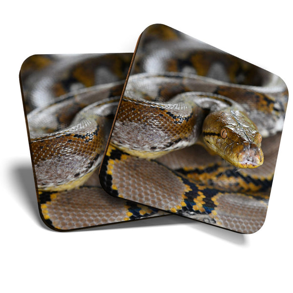 Great Coasters (Set of 2) Square / Glossy Quality Coasters / Tabletop Protection for Any Table Type - Python Snake Borneo Snakes  #3615