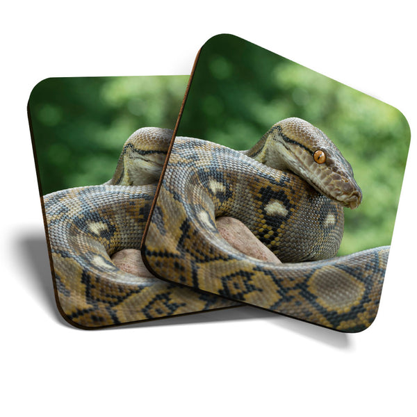 Great Coasters (Set of 2) Square / Glossy Quality Coasters / Tabletop Protection for Any Table Type - Reticulated Python Snake  #3616