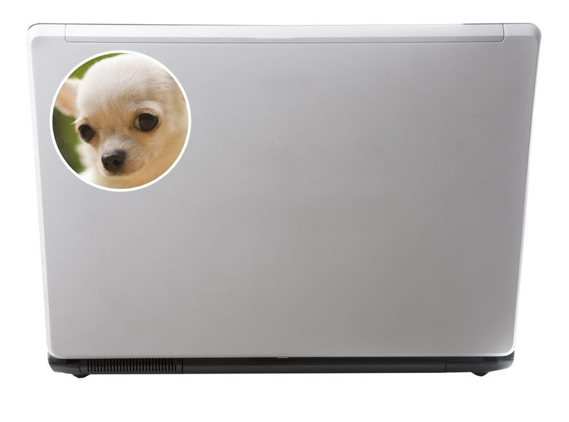 2 x Pretty Chihuahua Dog Vinyl Sticker