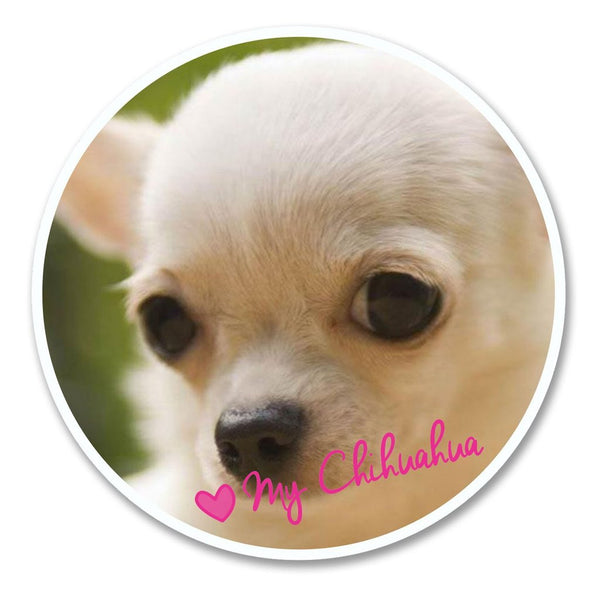 2 x Pretty Chihuahua Dog Vinyl Sticker #6134