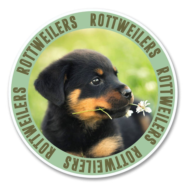 2 x Rottweiler Puppy Dog Vinyl Sticker #6145