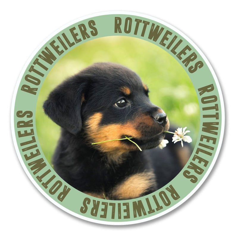 2 x Rottweiler Puppy Dog Vinyl Sticker